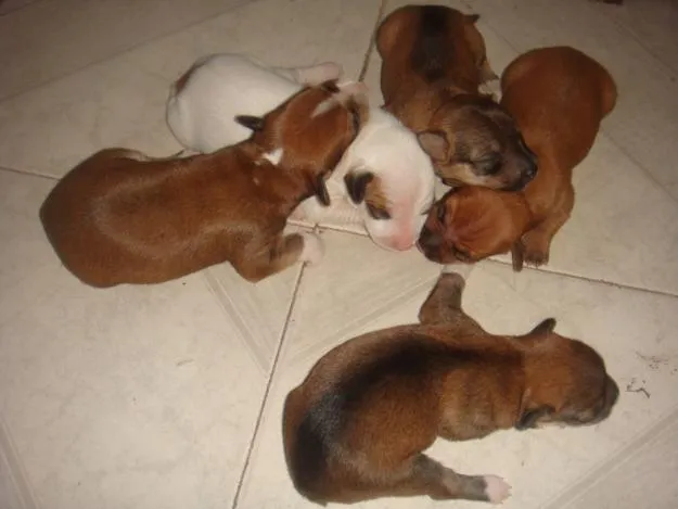 Cachorro ra a  idade 2 a 6 meses nome não tem nome.