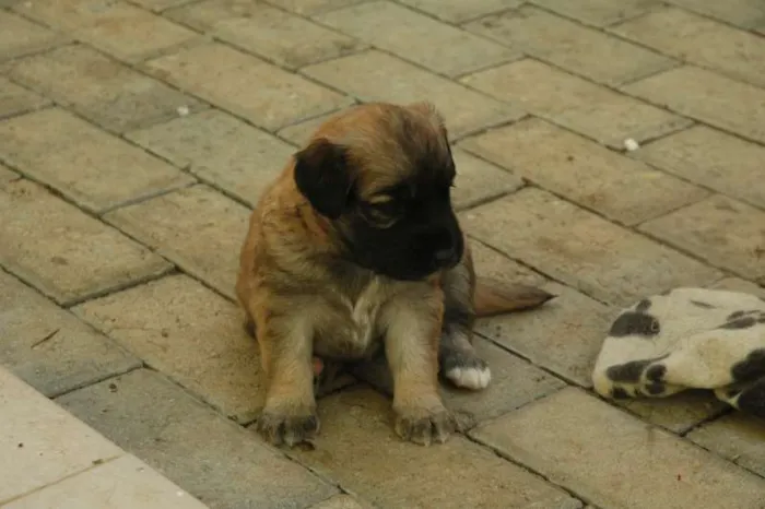 Cachorro ra a  idade 2 a 6 meses nome não tem nome.