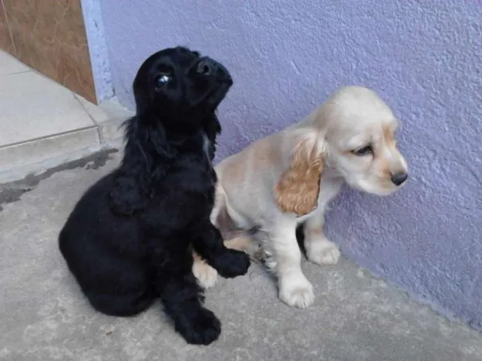 Cachorro ra a  idade 2 a 6 meses nome não tem nome.