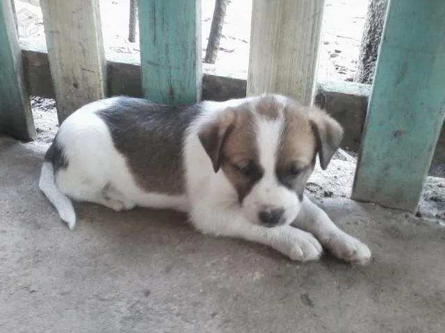 Cachorro ra a  idade 2 a 6 meses nome não tem nome.