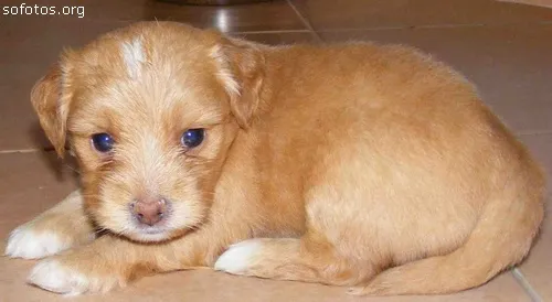Cachorro ra a  idade 2 a 6 meses nome não tem nome.