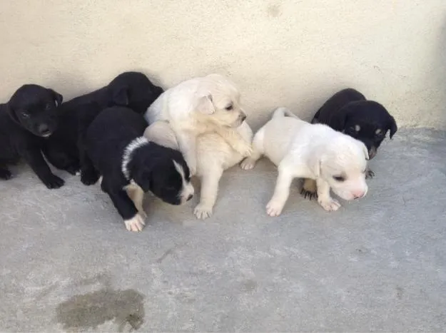 Cachorro ra a  idade 2 a 6 meses nome não tem nome.