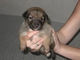 Cachorro ra a  idade 2 a 6 meses nome não tem nome.