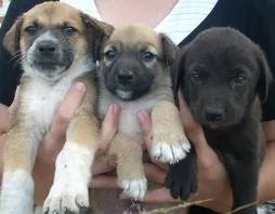 Cachorro ra a  idade 2 a 6 meses nome não tem nome.