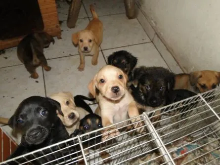 Cachorro ra a  idade 2 a 6 meses nome não tem nome.