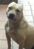 Laika