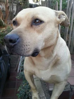 Cachorro raça Pit-Bull idade 6 ou mais anos nome Laika