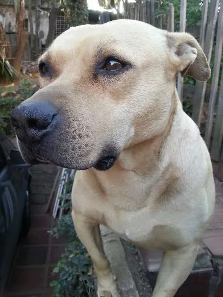 Cachorro ra a Pit-Bull idade 6 ou mais anos nome Laika