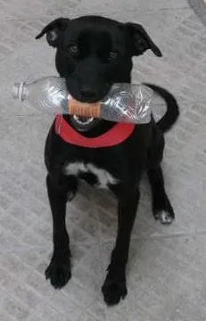 Cachorro raça não definida  idade 1 ano nome Pandora