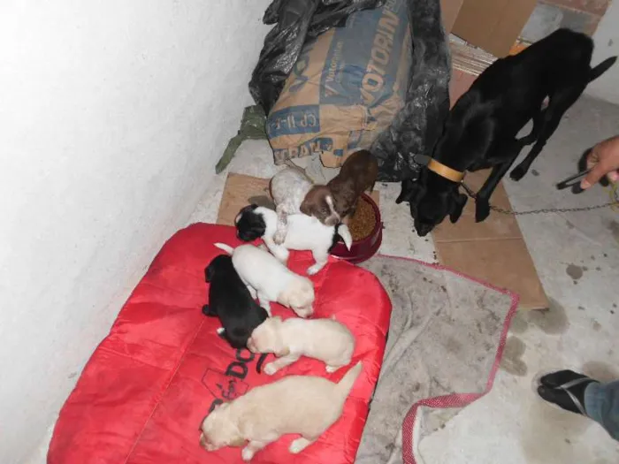 Cachorro ra a vira lata idade Abaixo de 2 meses nome filhotes
