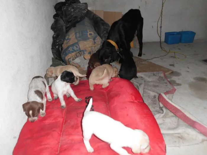 Cachorro ra a vira lata idade Abaixo de 2 meses nome filhotes