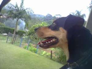 Cachorro raça SRD idade 2 anos nome Skol