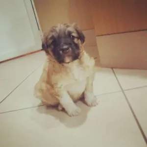 Cachorro raça SRD idade Abaixo de 2 meses nome bolota