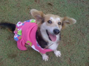 Cachorro raça SRD idade 3 anos nome Mimi