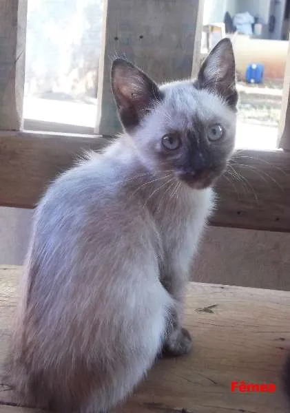 Gato ra a  idade 2 a 6 meses nome 3 filhotes / 1 cinz