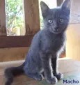 3 filhotes / 1 cinz