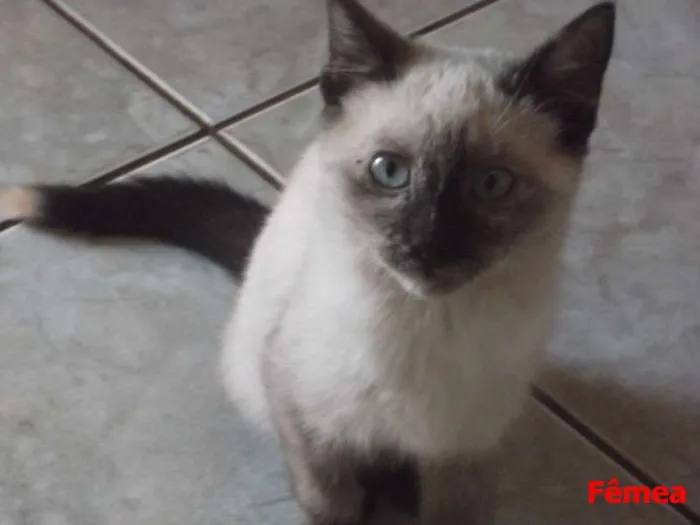 Gato ra a  idade 2 a 6 meses nome 3 filhotes / 1 cinz