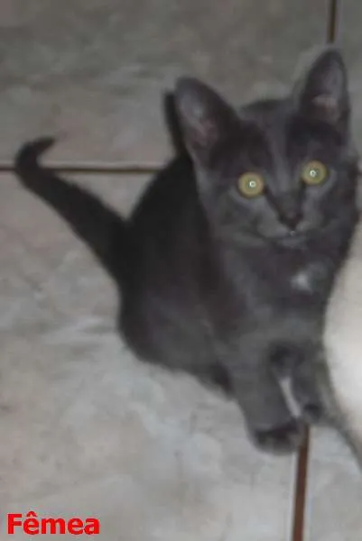 Gato ra a  idade 2 a 6 meses nome 3 filhotes / 1 cinz