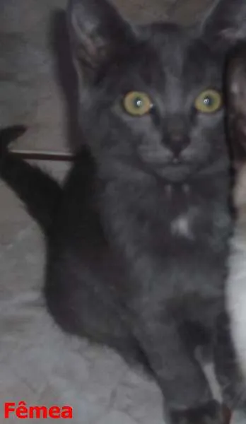 Gato ra a  idade 2 a 6 meses nome 3 filhotes / 1 cinz