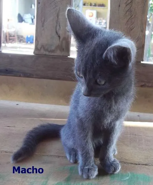 Gato ra a  idade 2 a 6 meses nome 3 filhotes / 1 cinz