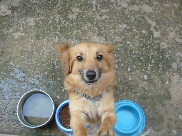 Cachorro ra a SRD idade 1 ano nome Benny