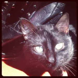 Gato raça SRD idade 1 ano nome Nigga