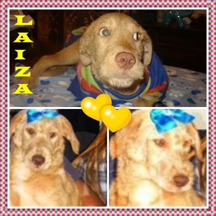 Cachorro ra a SRD idade 2 a 6 meses nome LAIZA