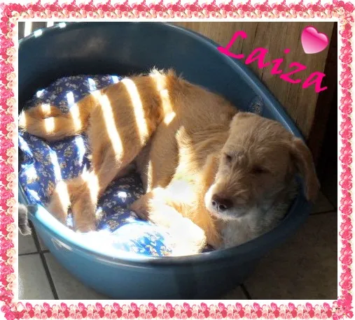 Cachorro ra a SRD idade 2 a 6 meses nome LAIZA