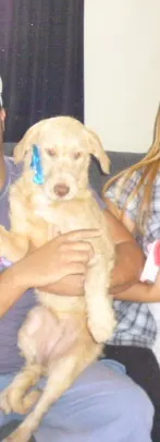 Cachorro ra a SRD idade 2 a 6 meses nome LAIZA