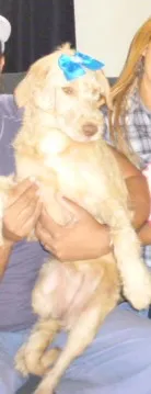 Cachorro ra a SRD idade 2 a 6 meses nome LAIZA