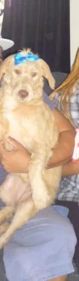 Cachorro ra a SRD idade 2 a 6 meses nome LAIZA