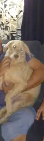 Cachorro ra a SRD idade 2 a 6 meses nome LAIZA