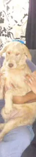 Cachorro ra a SRD idade 2 a 6 meses nome LAIZA