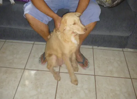 Cachorro ra a SRD idade 2 a 6 meses nome LAIZA