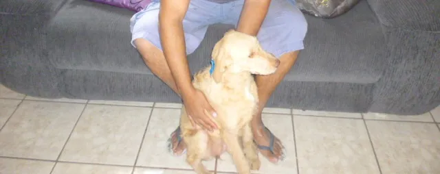 Cachorro ra a SRD idade 2 a 6 meses nome LAIZA