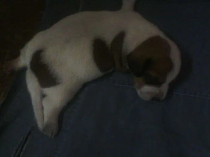 Cachorro raça SRD idade Abaixo de 2 meses nome sem nome