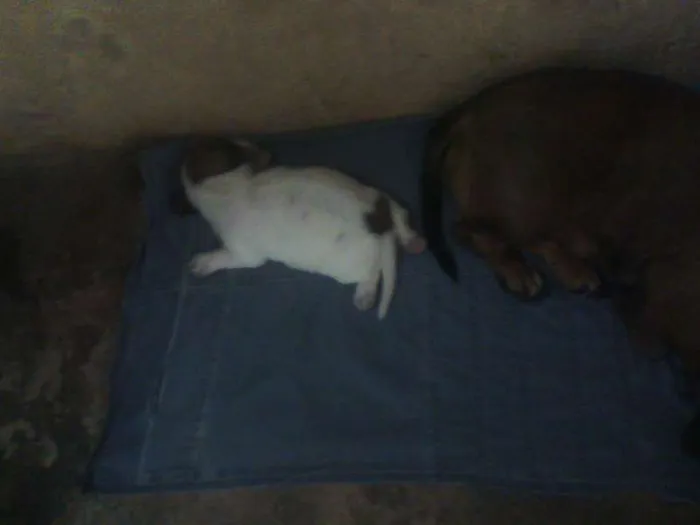 Cachorro raça SRD idade Abaixo de 2 meses nome sem nome