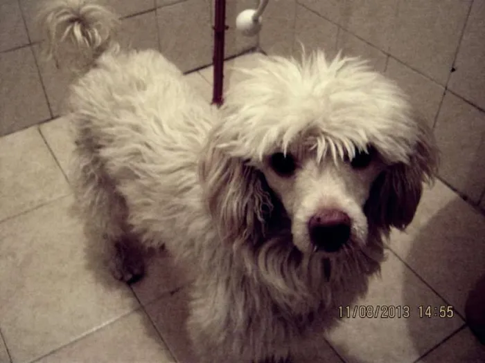 Cachorro ra a Cocker Com Poodle idade 1 ano nome SPIKE