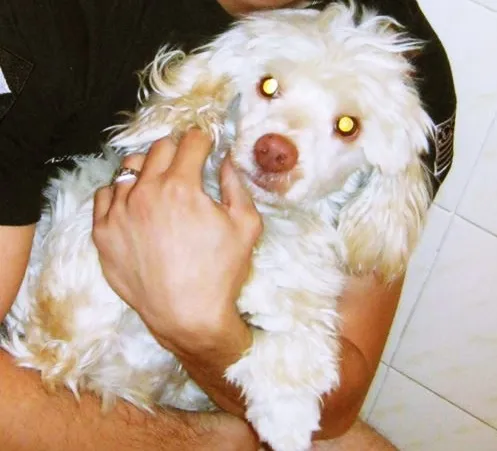 Cachorro ra a Cocker Com Poodle idade 1 ano nome SPIKE
