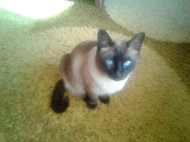 Gato ra a Siamês idade 2 anos nome FRED