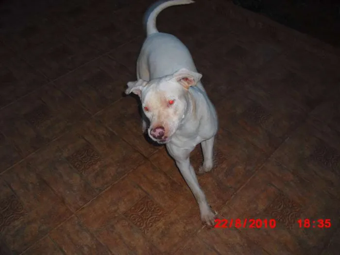 Cachorro ra a Pit-Bull idade  nome Luthor