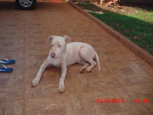 Cachorro raça Pit-Bull idade  nome Luthor