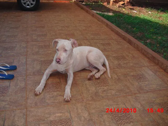 Cachorro ra a Pit-Bull idade  nome Luthor