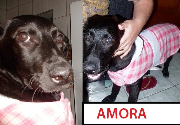 Cachorro ra a Labrador com SRD idade 2 a 6 meses nome Amora
