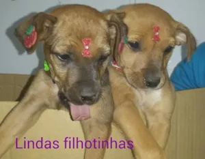 Cachorro raça SRD idade  nome Lindas filhotinhas