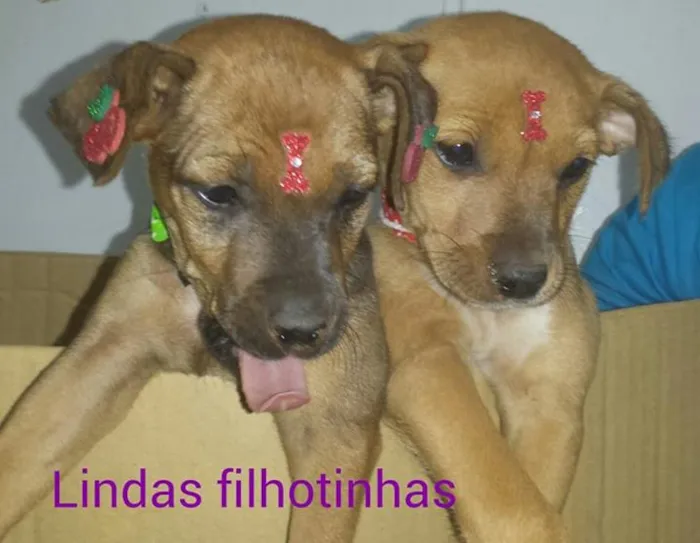 Cachorro ra a SRD idade  nome Lindas filhotinhas