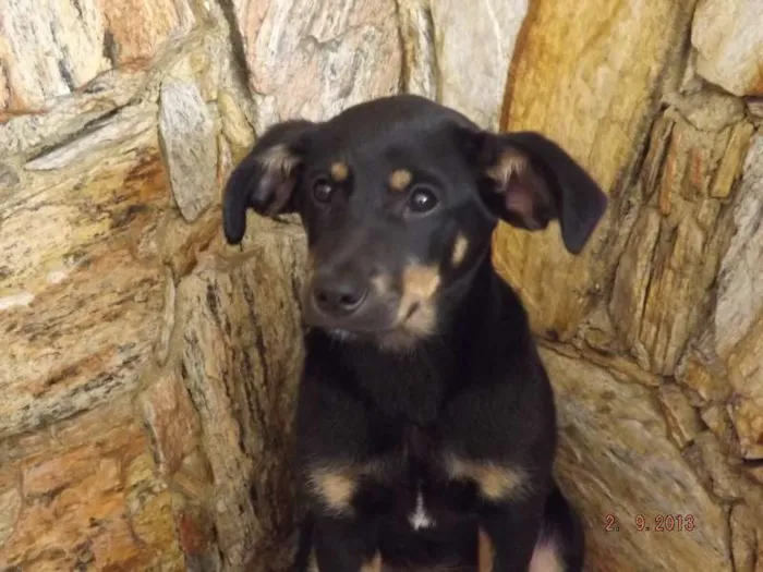 Cachorro ra a SRD idade 2 a 6 meses nome Mel