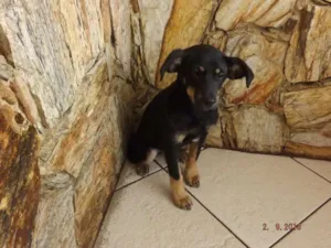 Cachorro raça SRD idade 2 a 6 meses nome Mel