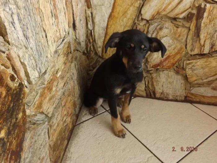 Cachorro ra a SRD idade 2 a 6 meses nome Mel