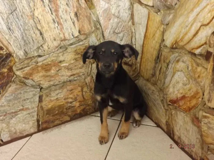 Cachorro ra a SRD idade 2 a 6 meses nome Mel
